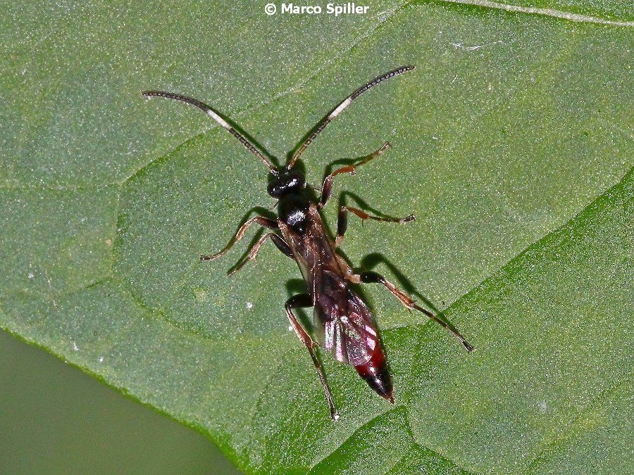 Ichneumonidae  Ichneumoninae